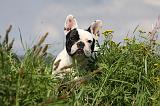 BOULEDOGUE FRANCAIS 671